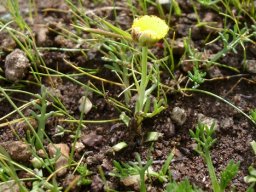 Cotula leptalea hasty blooming